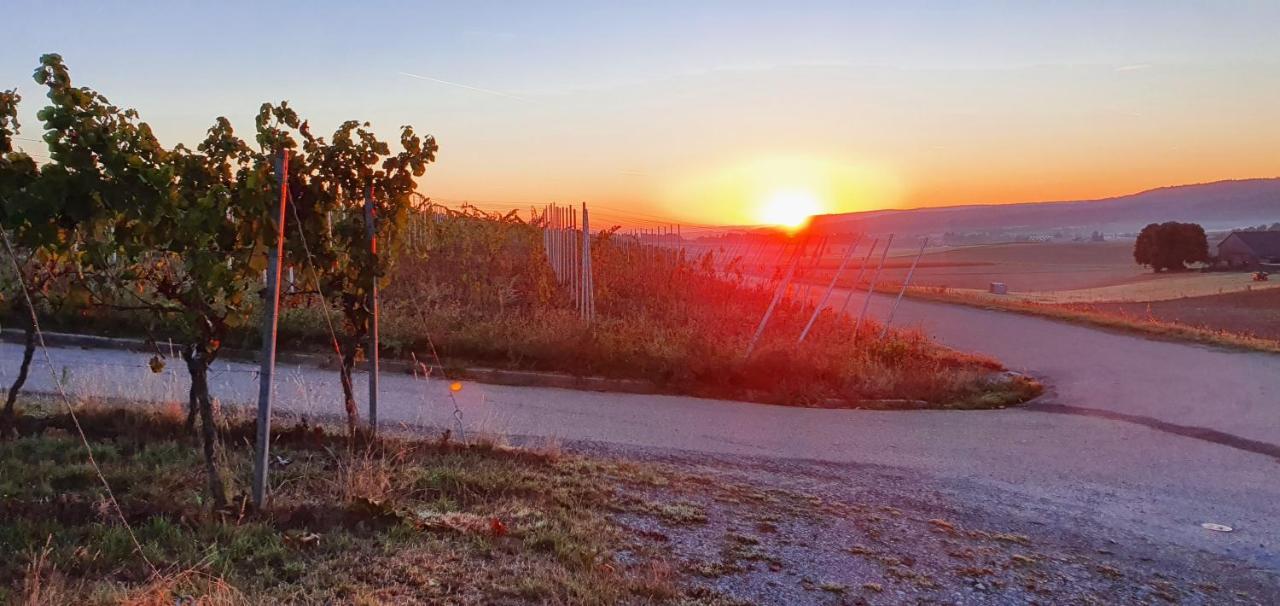 Weingut Will Und Wuerz Lemberger Apartment Schwaigern ภายนอก รูปภาพ