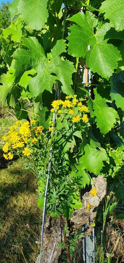 Weingut Will Und Wuerz Lemberger Apartment Schwaigern ภายนอก รูปภาพ